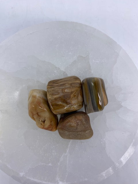 Petrified Wood