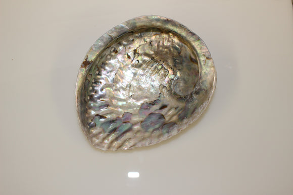Big Abalone Shell