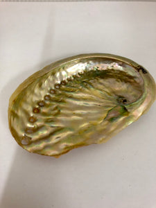Small Abalone Shell