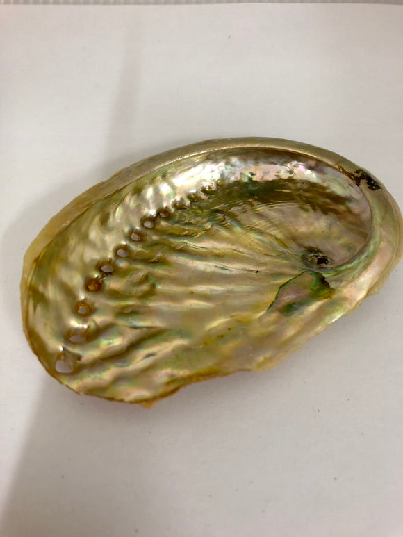 Small Abalone Shell